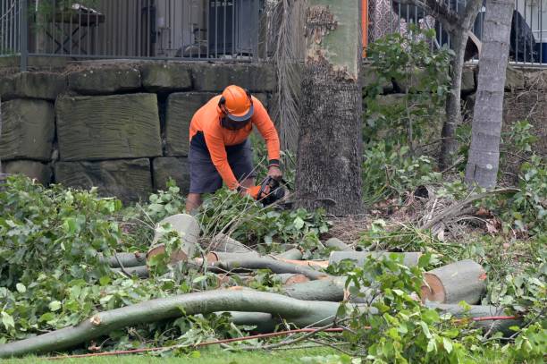 Best Tree and Shrub Care  in Prattville, AL